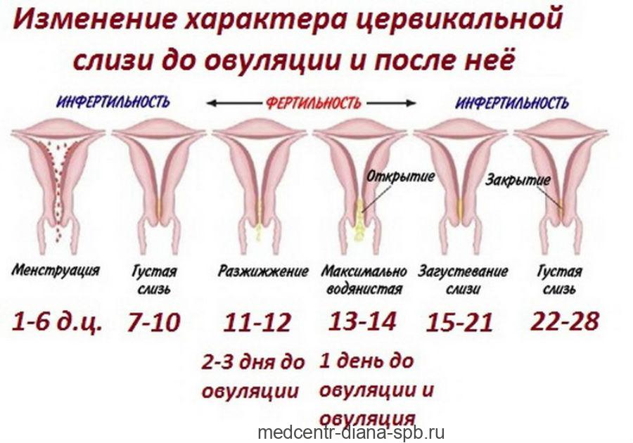 Очко Альбины расширяется от каждого проникновения