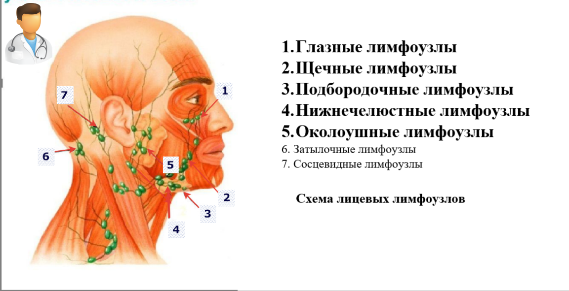Лимфоузлы доктор. За ухом лимфатические узлы схема. Тонзиллярные лимфоузлы. Схема расположения лимфатических узлов на шее. Схема лимфоузлов под ухом.