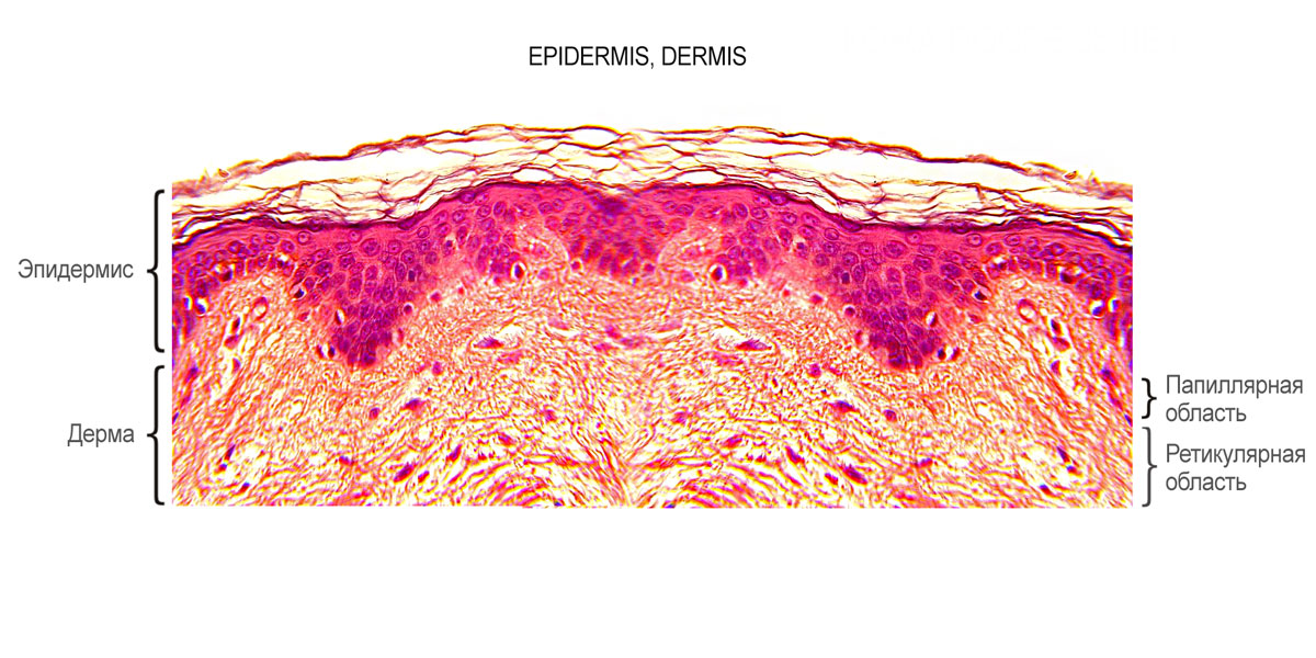 Эпидермис кожи фото на человеке