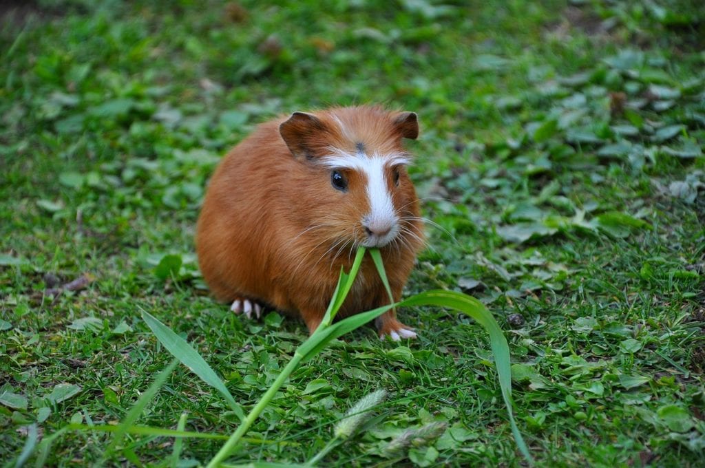 Magnificent guinea pig #guineapiglove Guinea pigs, Guinea pig bedding, Pet pigs
